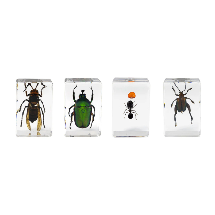 Celestron 3D Specimen Kit 5  Celestron 3D Specimen Kit 5 