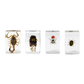 Celestron 3D Bug Specimen Kit #4