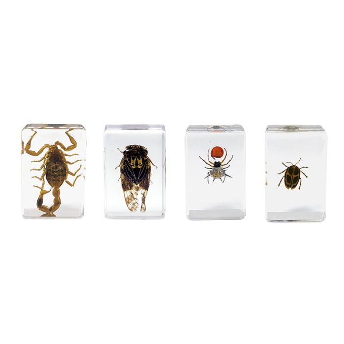 Celestron 3D Bug Specimen Kit 4 Celestron Set of Four 3D Insect Specimens 
