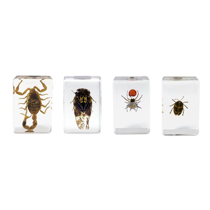 Celestron 3D Bug Specimen Kit #4
