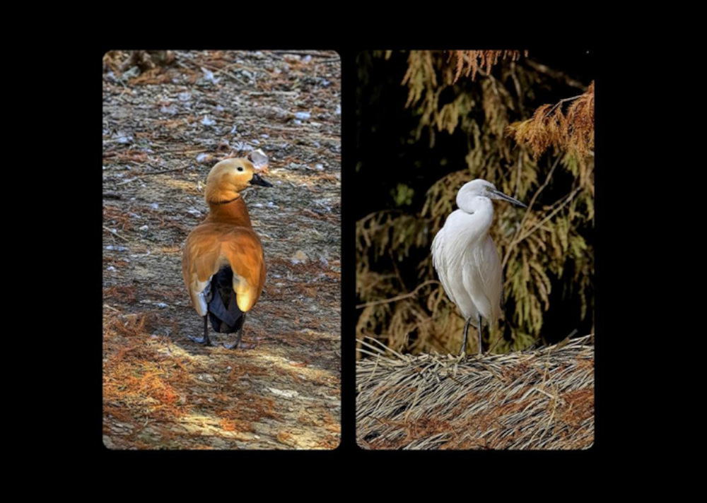 Images of two birds captured with the Seestar S30 Pro